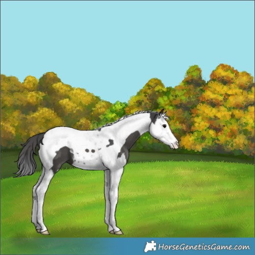 Horse Color:Black Splash Tobiano Appaloosa 