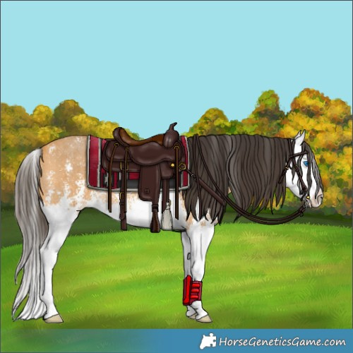Horse Color:Buckskin Sabino Splash 