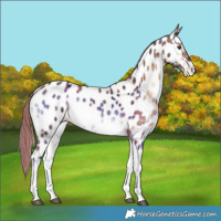 Horse Color:Plaid  Liver Red Onyx Tobiano Near Leopard 