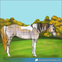 Horse Color:Plaid  Blue Onyx Roan Tobiano 