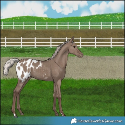 Horse Color:Silver Grullo Appaloosa 