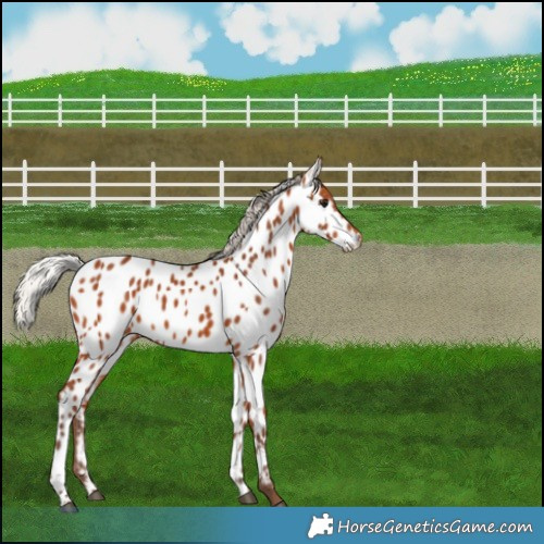 Horse Color:Silver Bay Near Leopard 