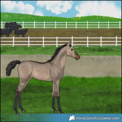 Horse Color:Brown Dun 