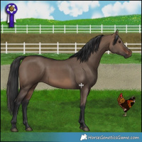 Horse Color:Brown Dun