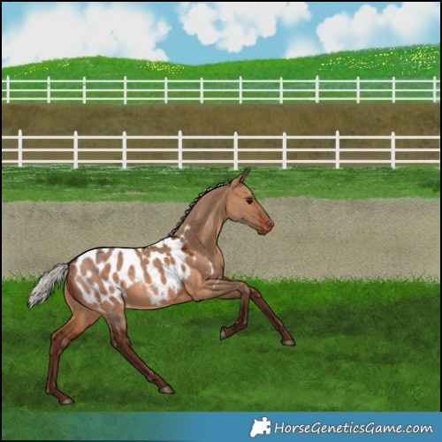 Horse Color:Silver Bay Dun Near Leopard 