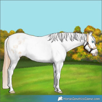 Horse Color:White Spotted Buckskin Roan Pearl Snowflake Varnish 
