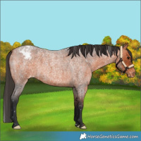 Horse Color:Bay Roan Appaloosa 