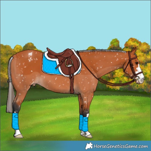 Horse Color:Bay Appaloosa 