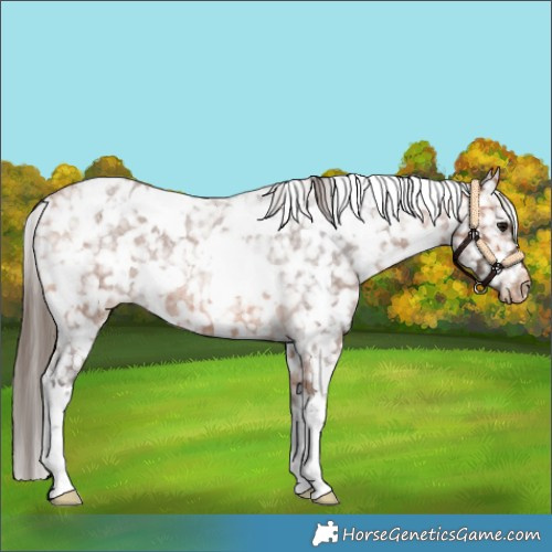 Horse Color:White Spotted Bay Roan Blanket 