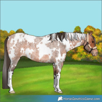 Horse Color:White Spotted Bay Roan Appaloosa