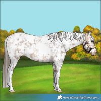 Horse Color:White Spotted Bay Roan Blanket 