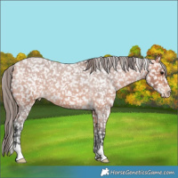 Horse Color:Bay Roan Appaloosa