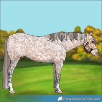 Horse Color:Bay Roan Snowflake Varnish