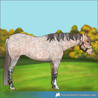 Horse Color:Bay Roan Appaloosa 