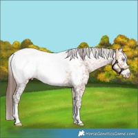 Horse Color:Sable Champagne Appaloosa 