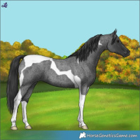 Horse Color:Blue Roan Tobiano 