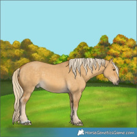 Horse Color:Palomino Dun 