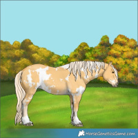 Horse Color:White Spotted Palomino Dun 
