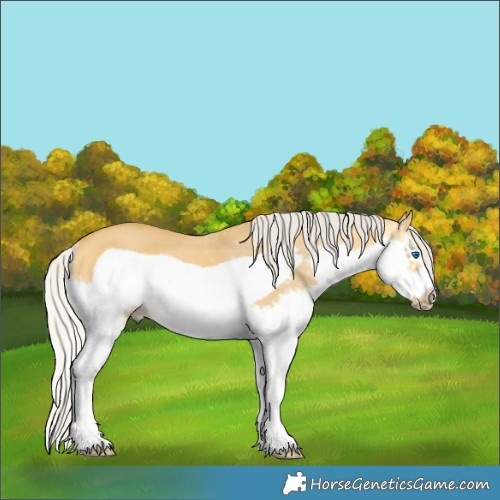Horse Color:Silver Buckskin Dun Splash Frame Rabicano