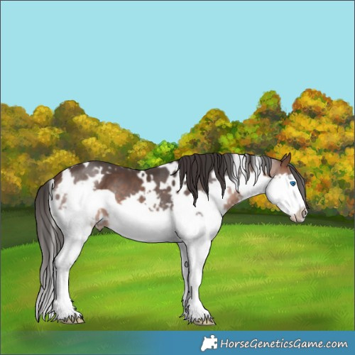 Horse Color:White Spotted Brown Splash Frame