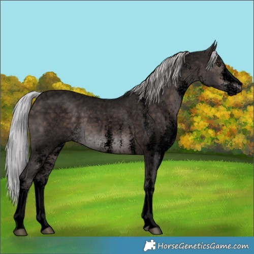 Horse Color:Void Platinum White Spotted Silver Brown Roan 
