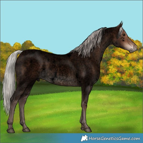 Horse Color:Void White Spotted Silver Brown Roan 