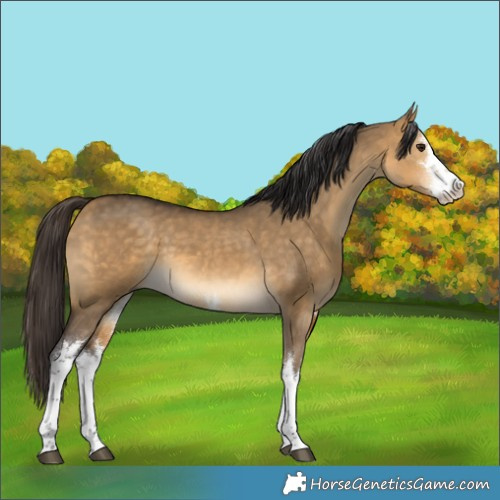 Horse Color:White Spotted Buckskin Dun 