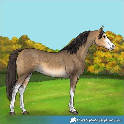Horse Color:White Spotted Buckskin Dun 