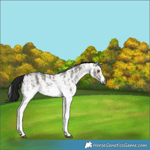 Horse Color:Gray White Spotted Brown Ice Dun Rabicano 