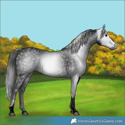 Horse Color:Gray Void Blue Ice Roan Tobiano 