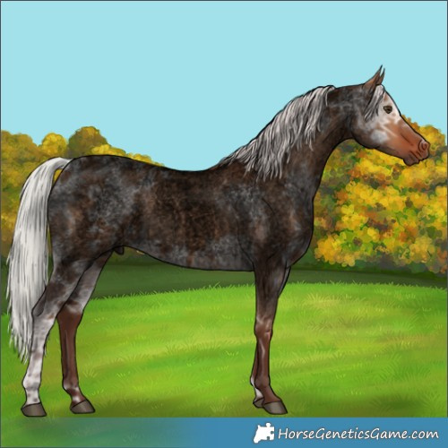 Horse Color:Void Silver Bay Ice Roan Dun 