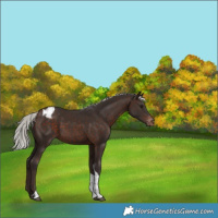 Horse Color:Silver Brown Tobiano Appaloosa 