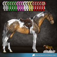 Horse Color:Buckskin Tobiano