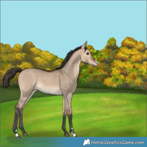 Horse Color:Bay Dun Rabicano 
