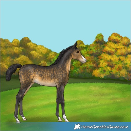 Horse Color:Buckskin Rabicano 