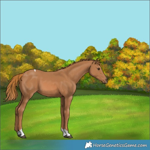 Horse Color:Chestnut Tobiano