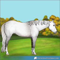 Horse Color:Gray Silver Black 