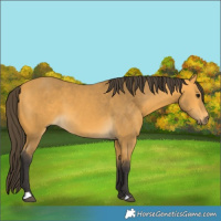 Horse Color:Buckskin 
