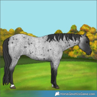 Horse Color:Blue Roan