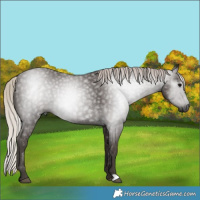 Horse Color:Gray Silver Black 