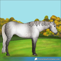 Horse Color:Gray Silver Black