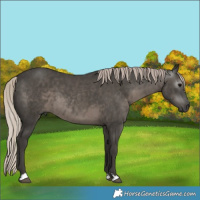 Horse Color:Gray Silver Black 