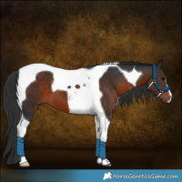 Horse Color:Brown Tobiano 