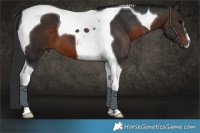 Horse Color:Brown Tobiano 