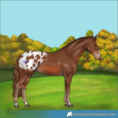 Horse Color:Chestnut Appaloosa 