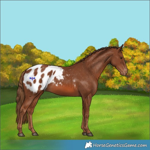 Horse Color:Chestnut Appaloosa 