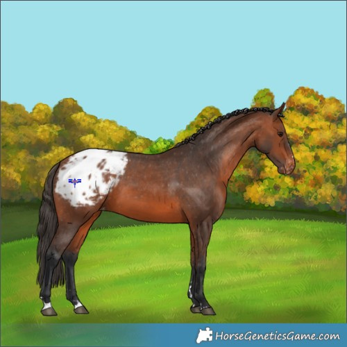 Horse Color:Bay Appaloosa 