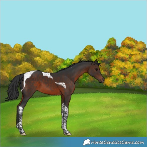 Horse Color:Brown Tobiano 