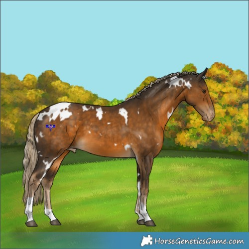 Horse Color:White Spotted Chocolate Palomino Tobiano Appaloosa 