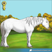 Horse Color:Liver Chestnut Sabino Appaloosa Rabicano 